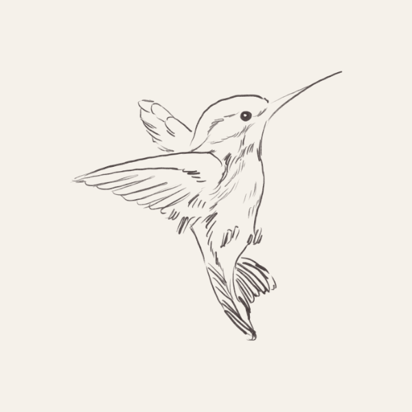 Hummingbird sketch