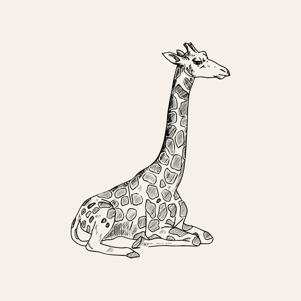Giraffe sketch