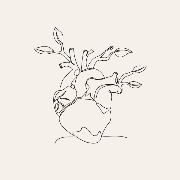Anatomical heart sketch